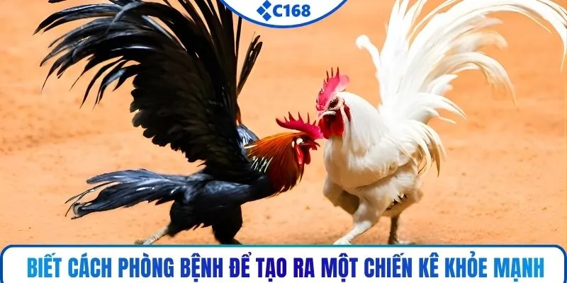 Biết cách phòng bệnh để tạo ra một chiến kê khỏe mạnh
