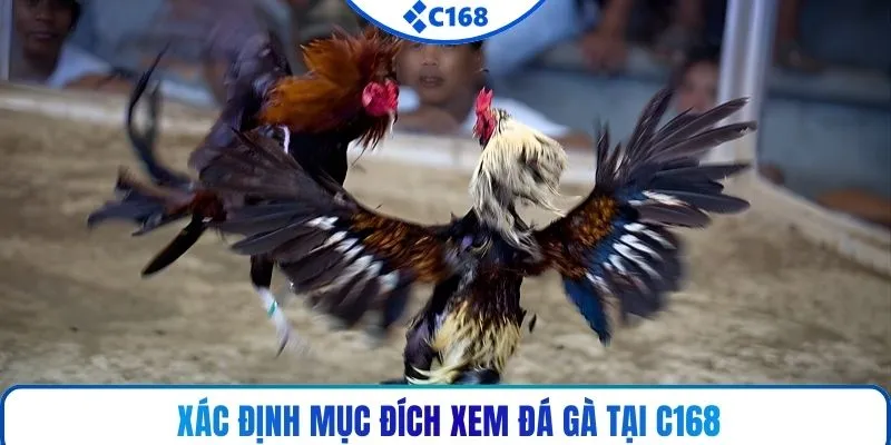 Xác định mục đích xem đá gà tại C168